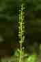 Knabenkraut Image